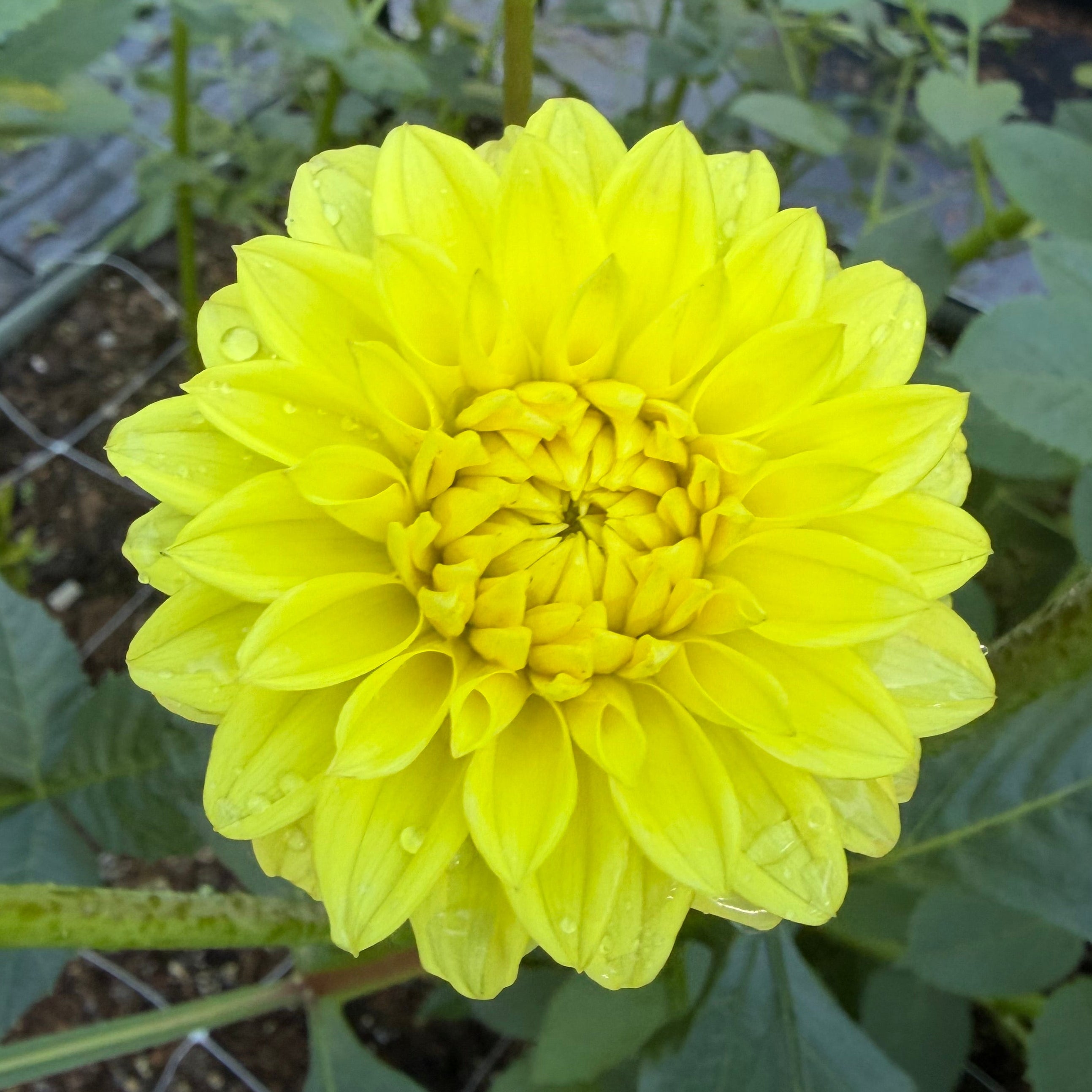 Florelie Sunburst