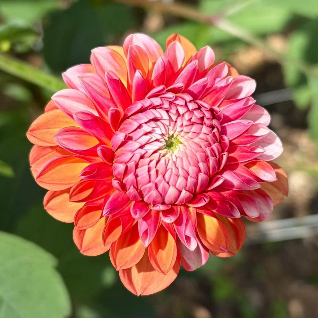 Florelie Angostura