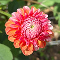 Florelie Angostura
