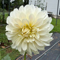 Glossy Florentine