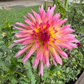Bloomquist Mildred Tuber