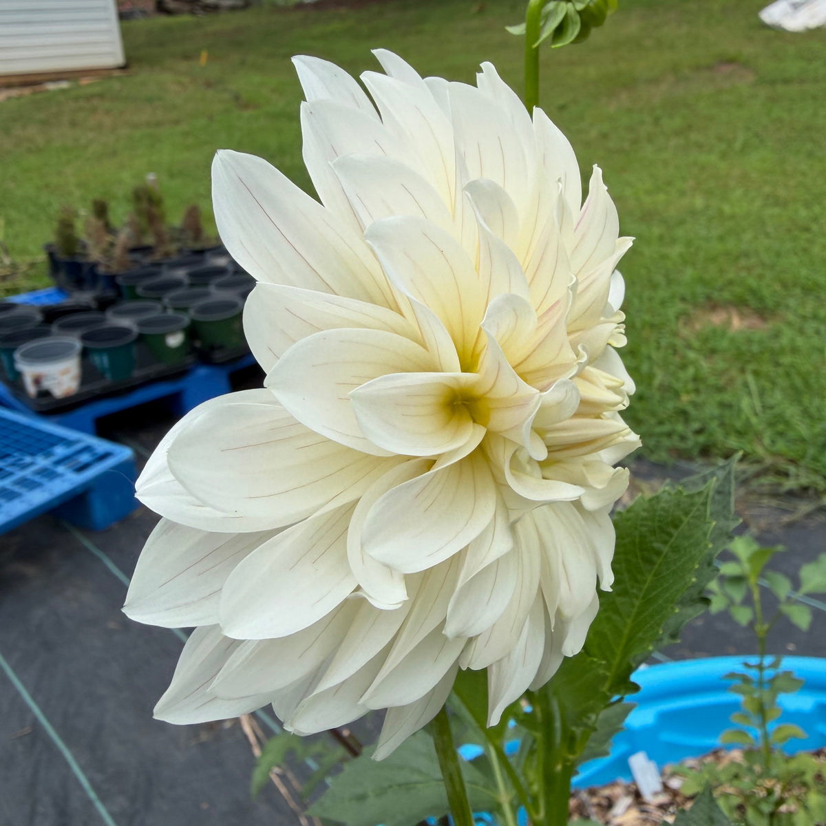 Glossy Florentine