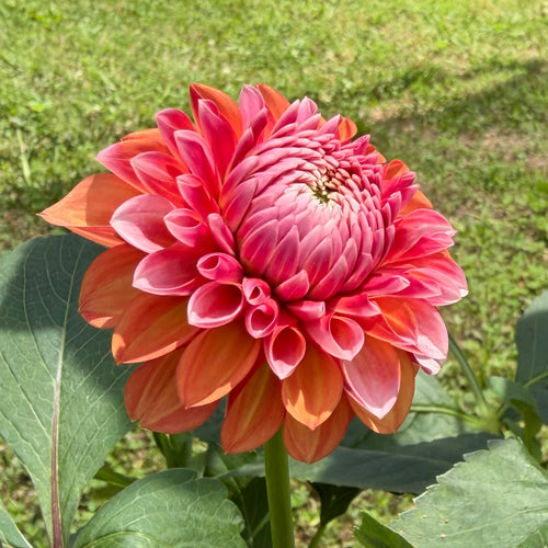Florelie Angostura