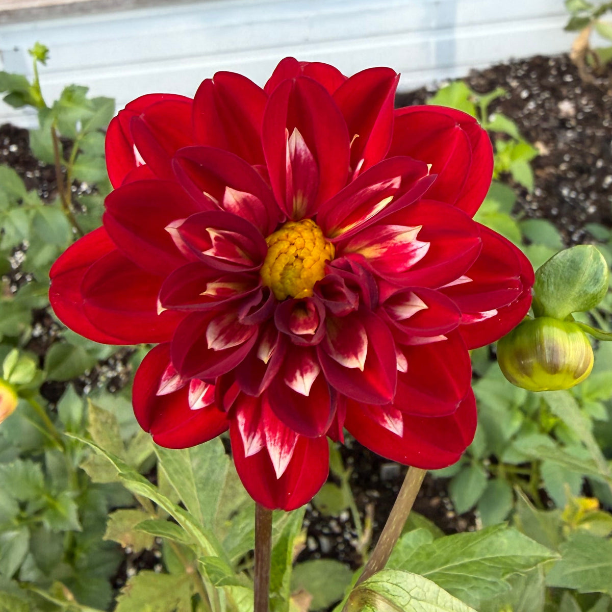 Rae Ann's Red Rocket Tuber