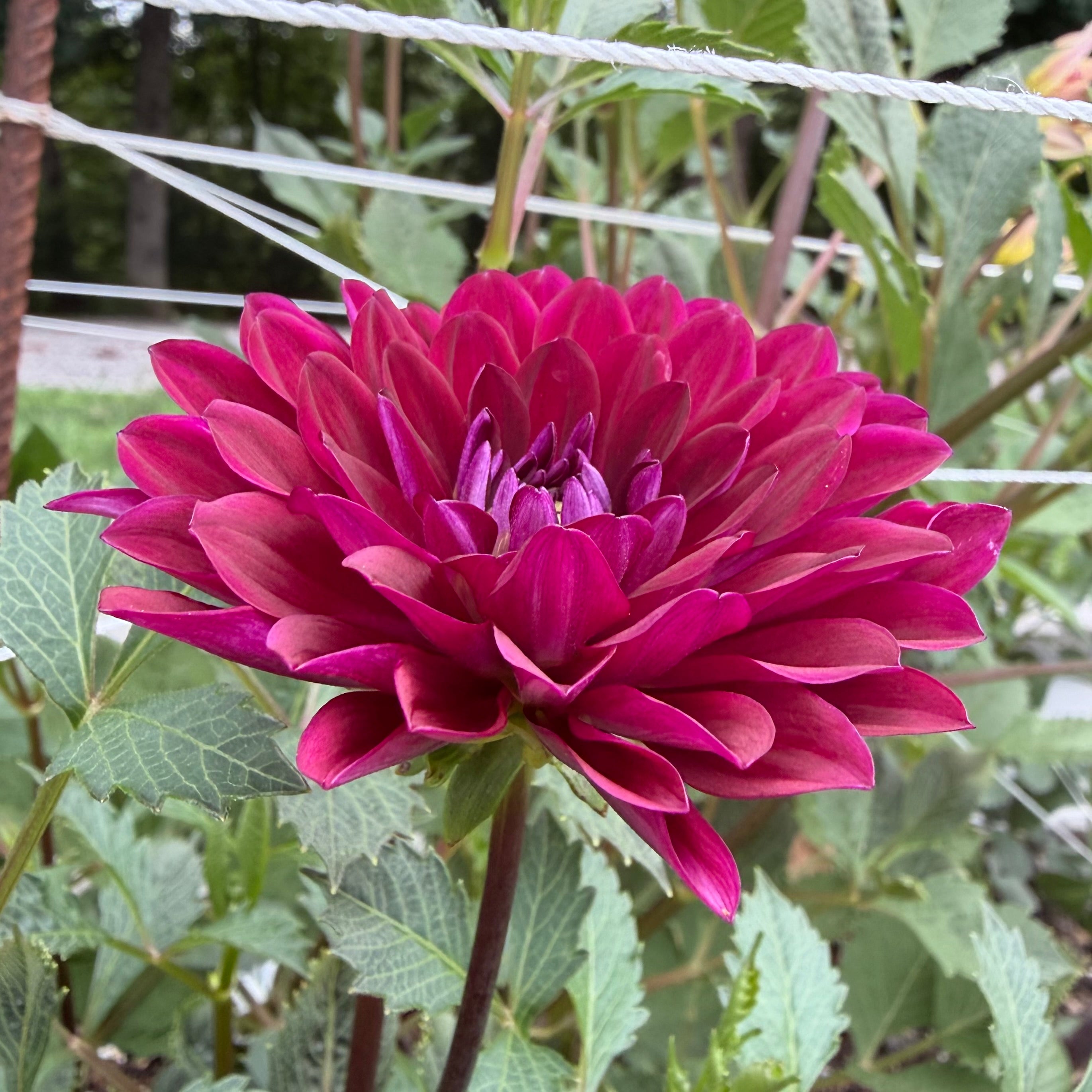 Sandia Bertha