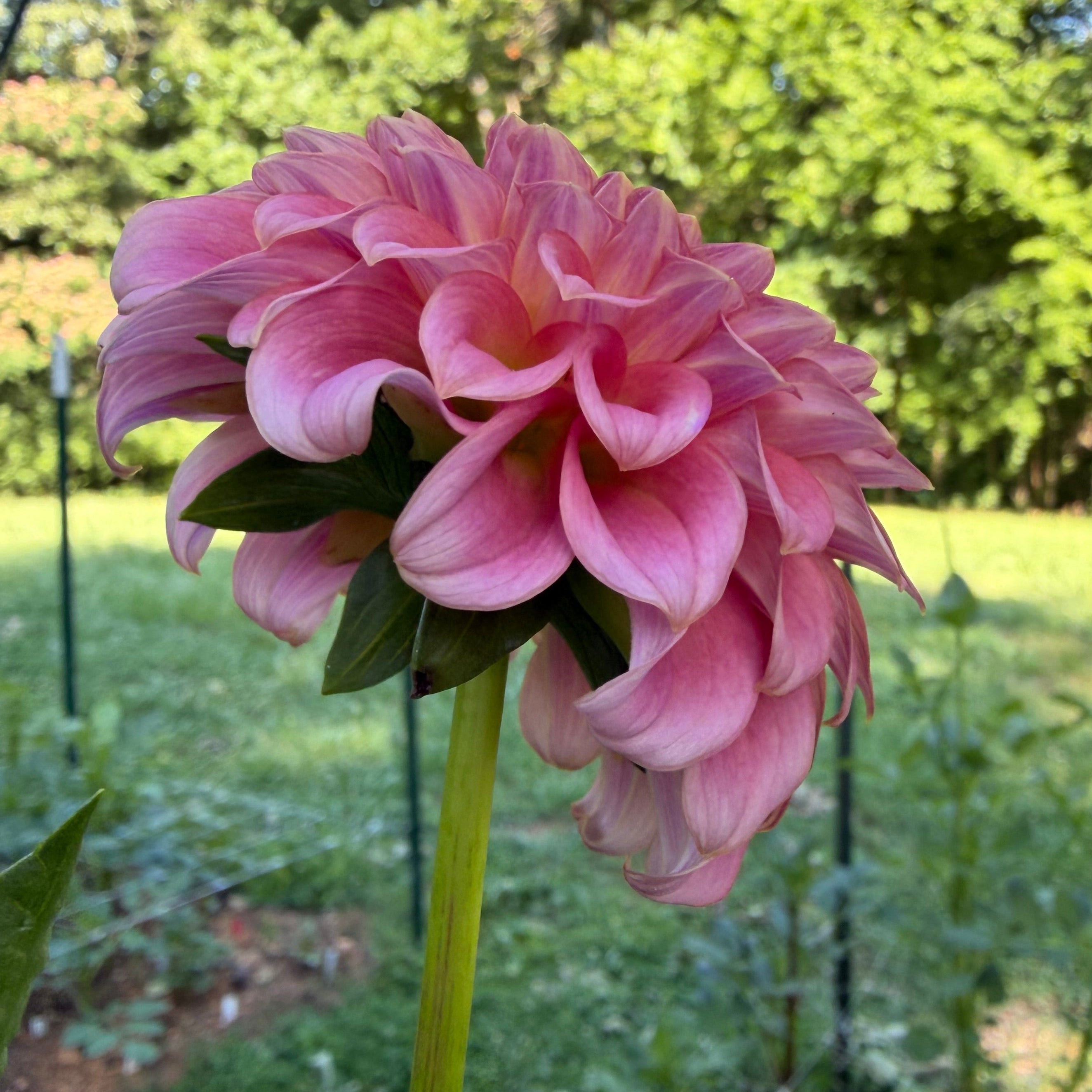 Florelie Flamingo