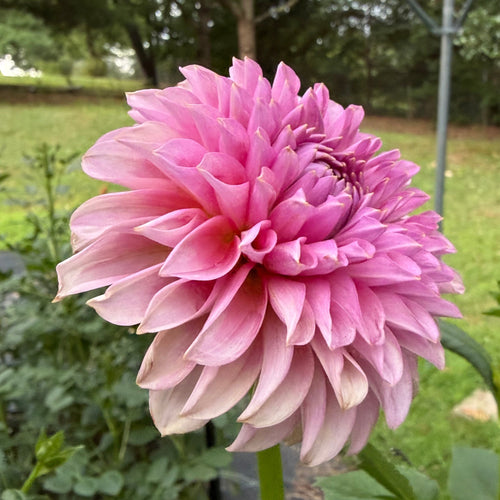 Florelie Lizzie Lou