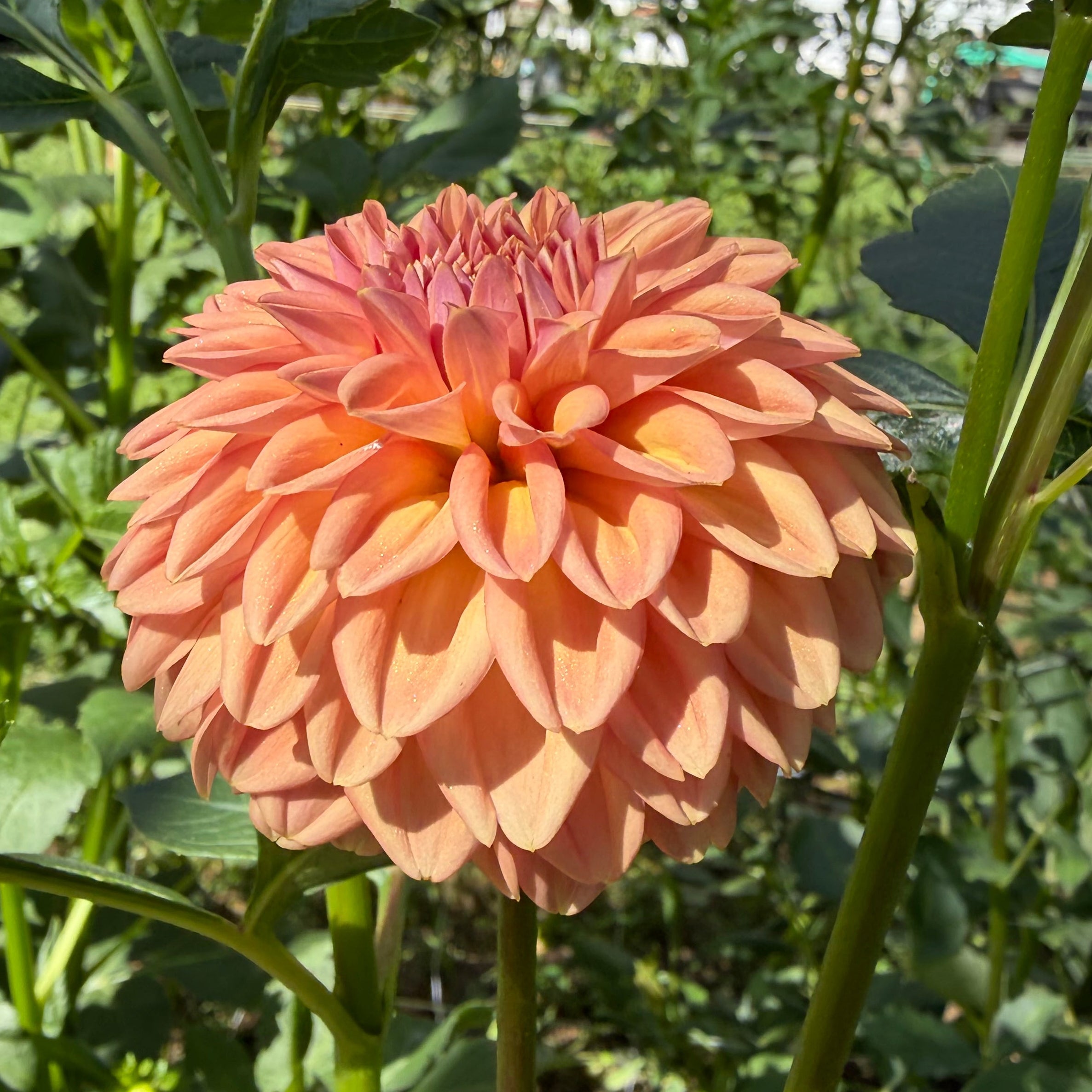 Ferncliff Apricot