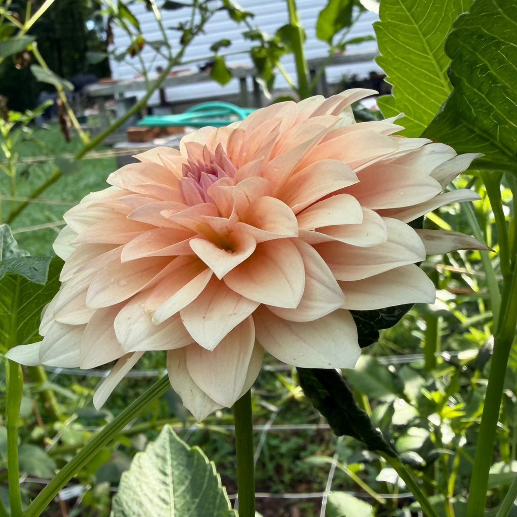 RM Peachy Pink